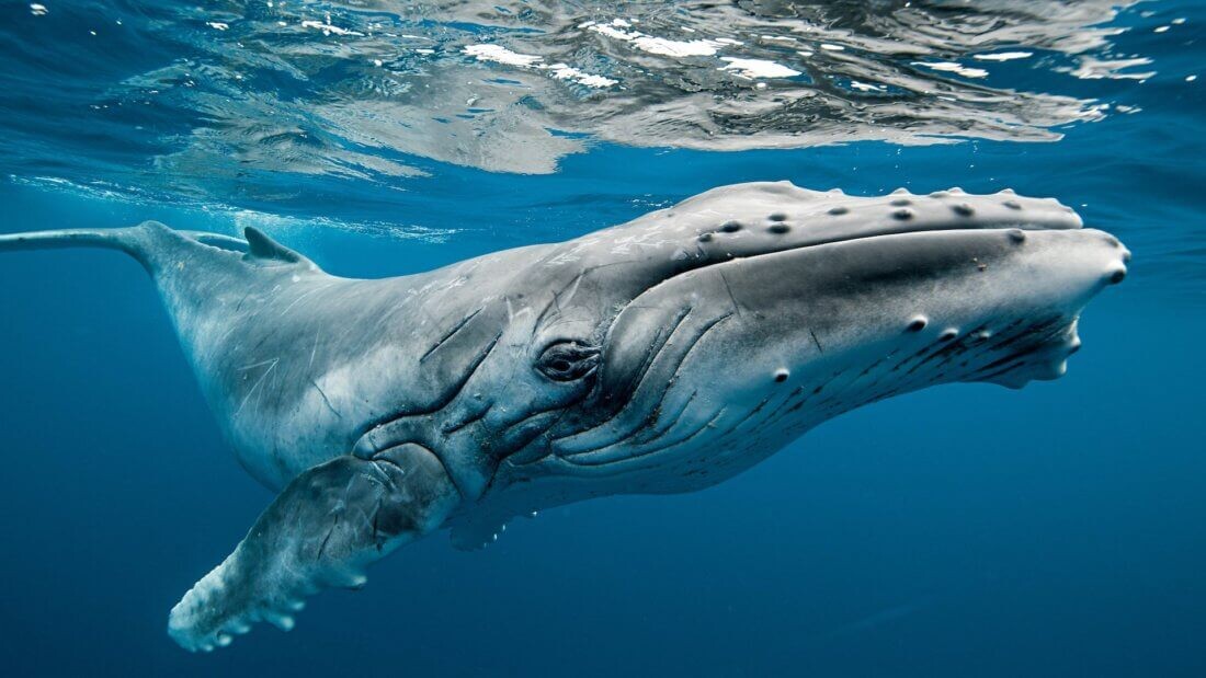 Кит - крупный участник рынка.