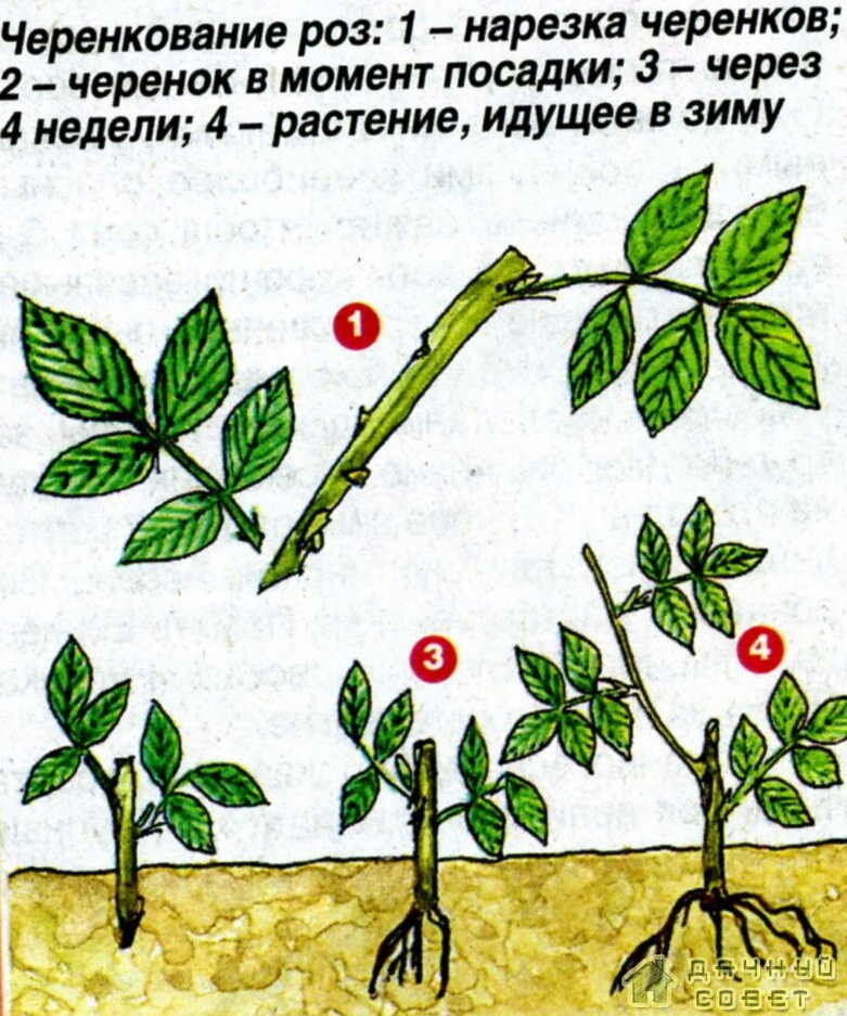 источник - Яндекс.Картинки