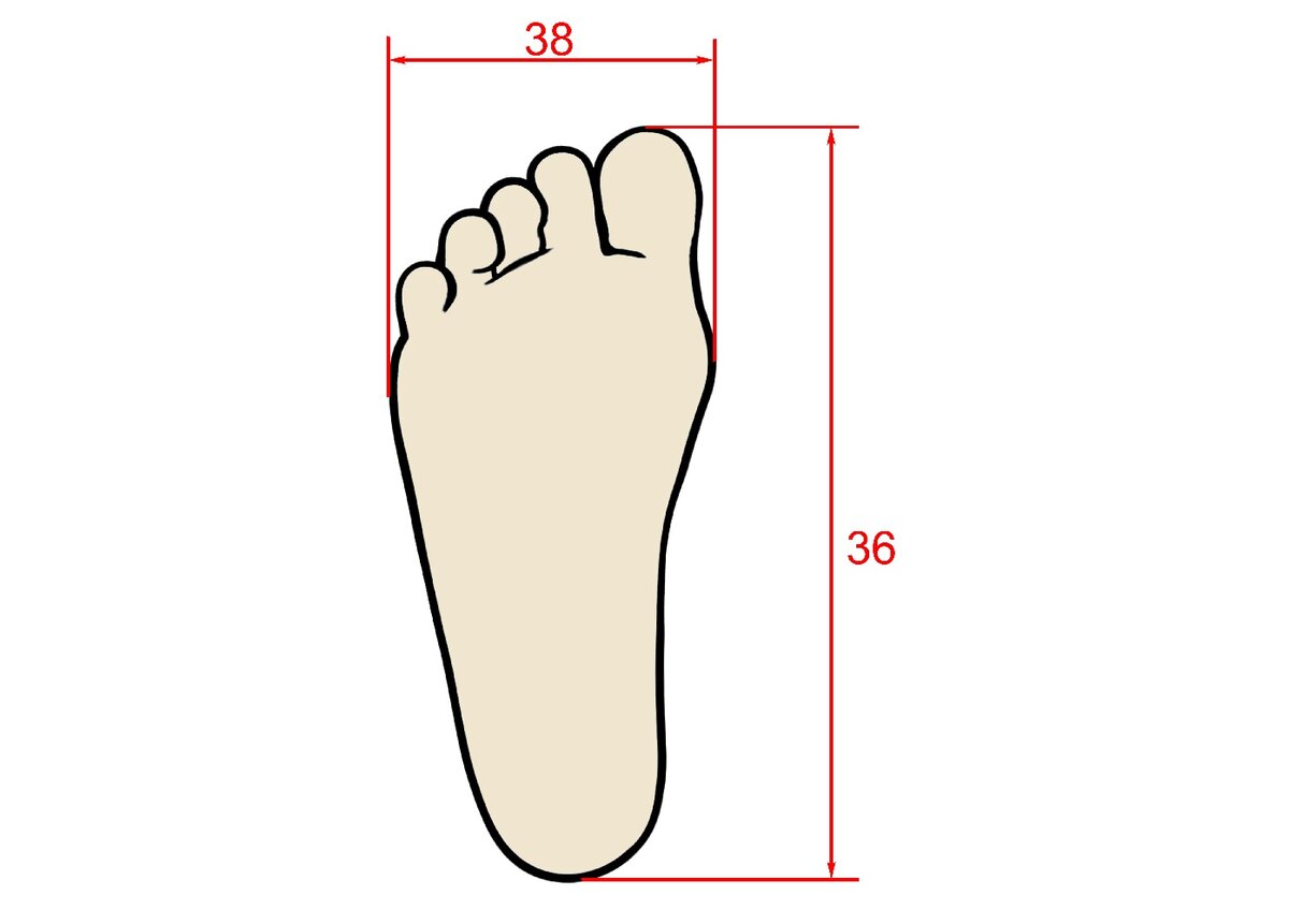 Нога 14 5 см. Размер стопы. Ступни 36 размера. Женские ступни 36 размера. Контур стопы.