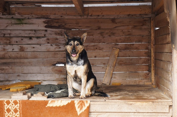 г. Архангельск п. Катунино приют для бездомных собак "Милосердие"