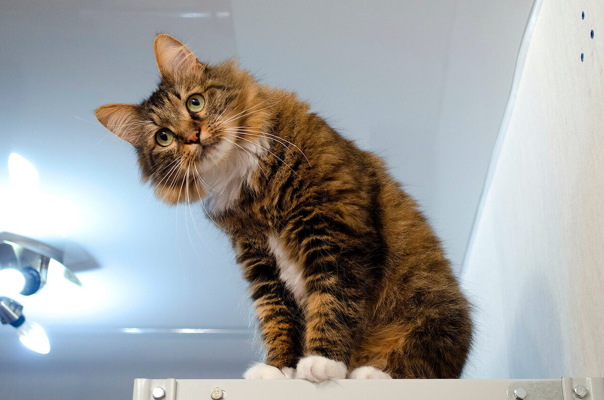 Кошки любят сидеть высоко (фото из открытых источников)