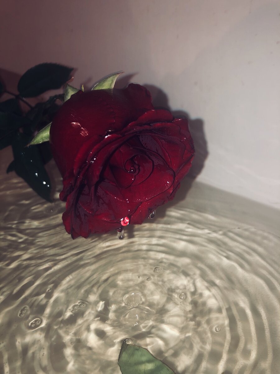 Фото, сделанное мной. Когда-нибудь, я расскажу вам свою историю❤️