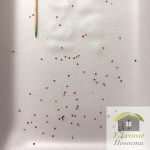 Семена земляники