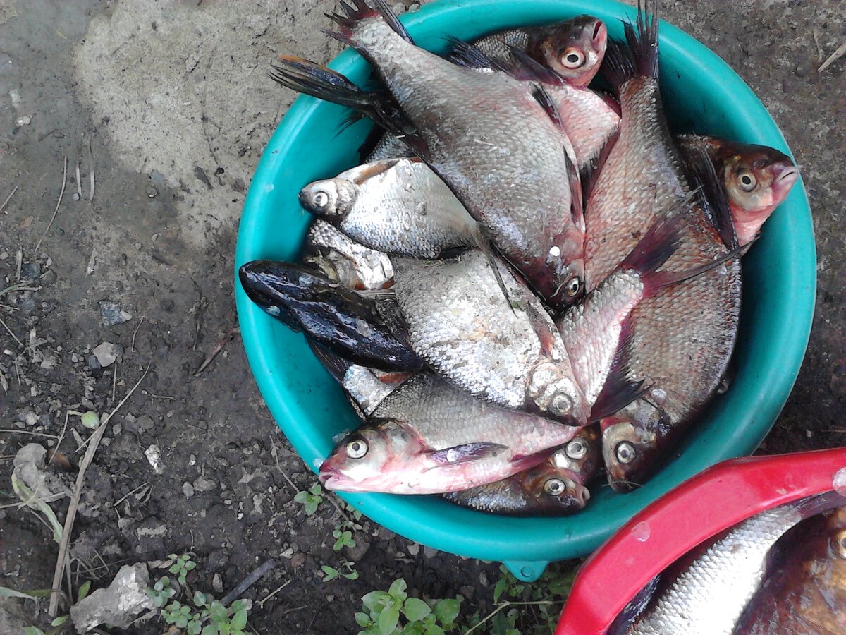 подлещики и прочее