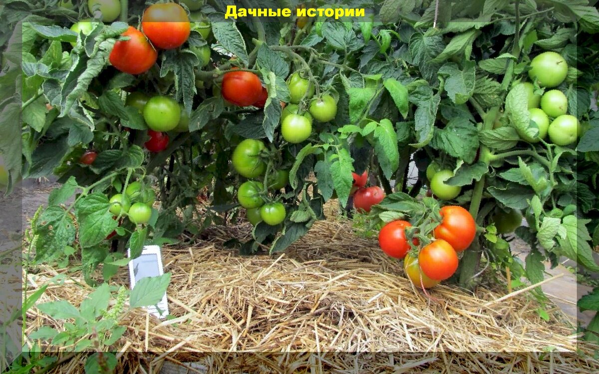 https://vk.com/photo-159774511_457243384