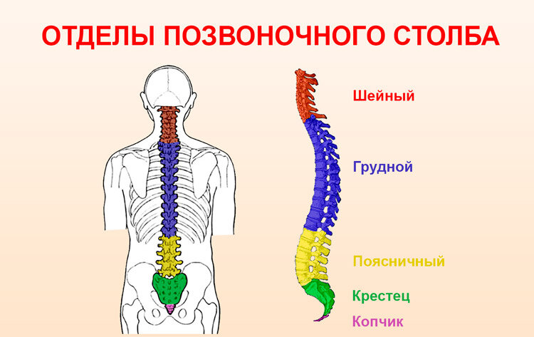 Схема отделов позвоночника человека