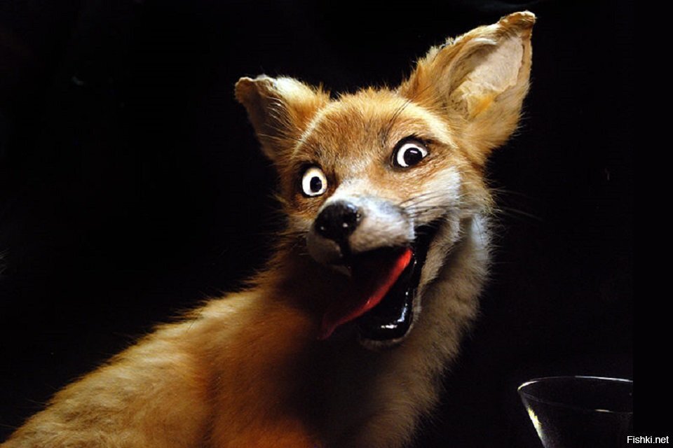 Картинка из свободного доступа Яндекс. 