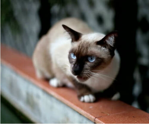 Самые агрессивные породы кошек - фото и описание | Лапа помощи | Дзен
