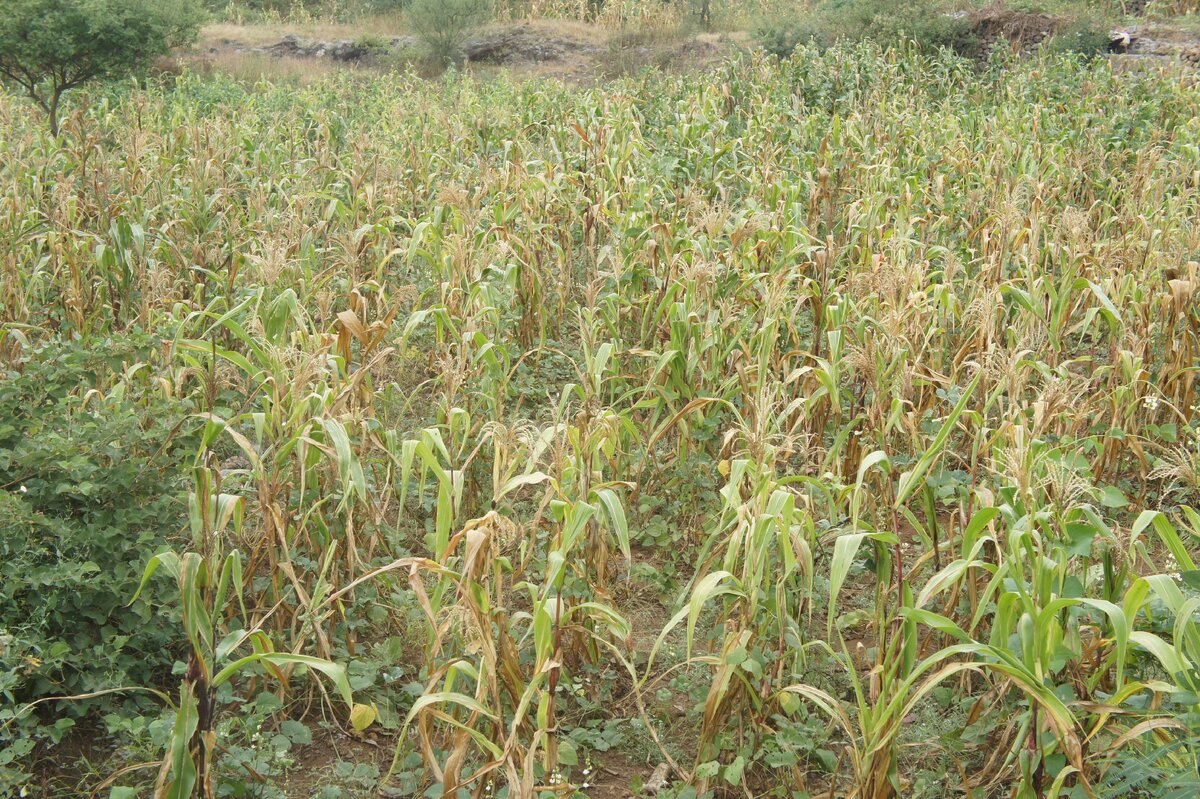 плантация кукурузы