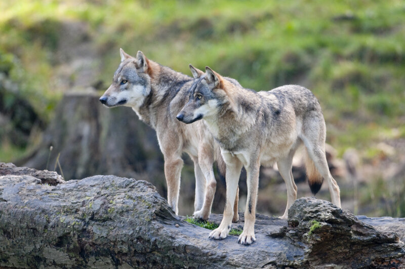 Яндекс.картинки