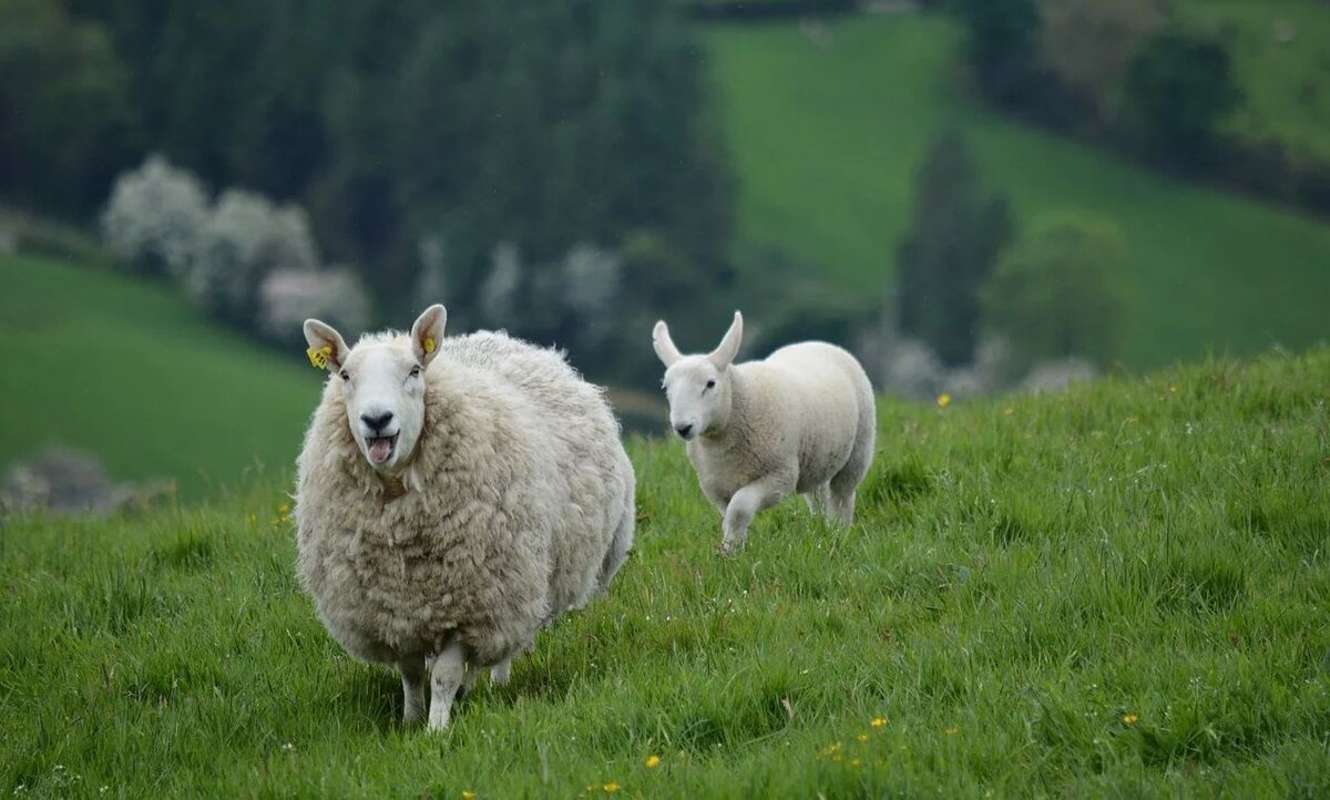 В Ирландии развито овцеводство. Источник фото: Pixabay