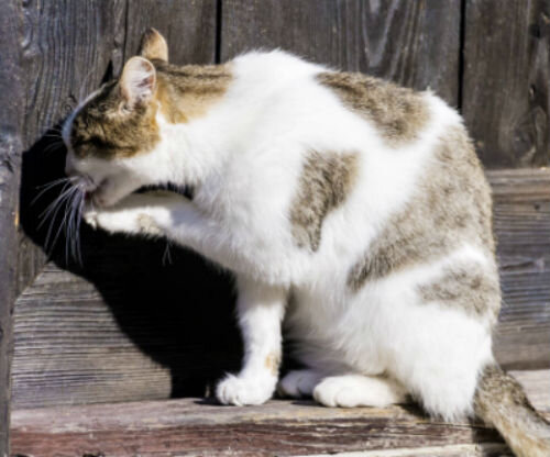 Почему кошки вылизывают себя - нормальные и патологические причины | Лапа  помощи | Дзен