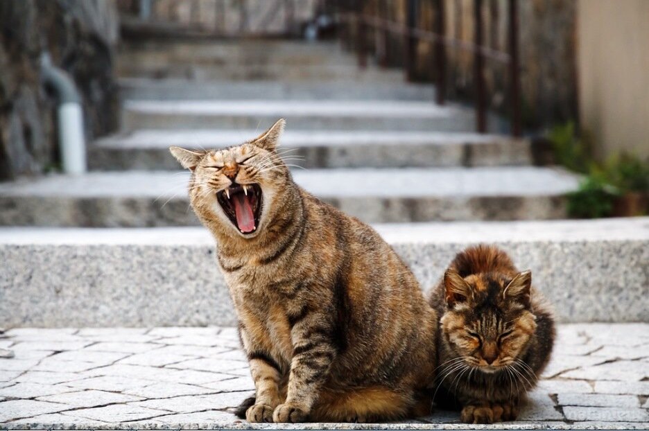 Источник фото: flickr.com