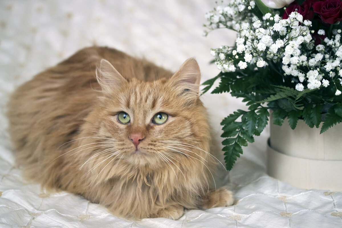 Кот Шапкин помытый и приличный.