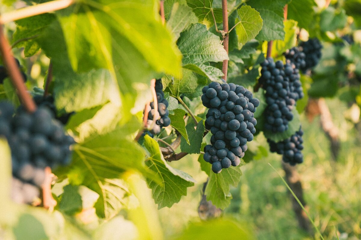 Фото с facebook.com/uppawinery