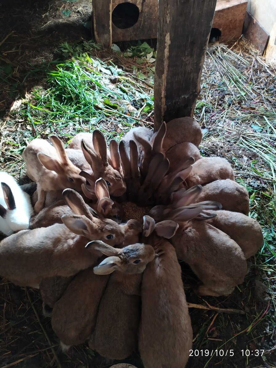 Кролики хоровод, дрессировка))) 