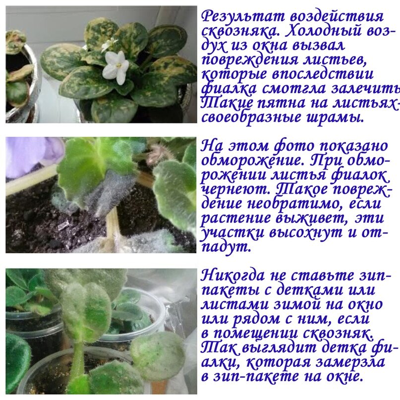 Картинки ФИАЛКА ЛИСТЬЯ ПРОСТЫЕ ИЛИ СЛОЖНЫЕ