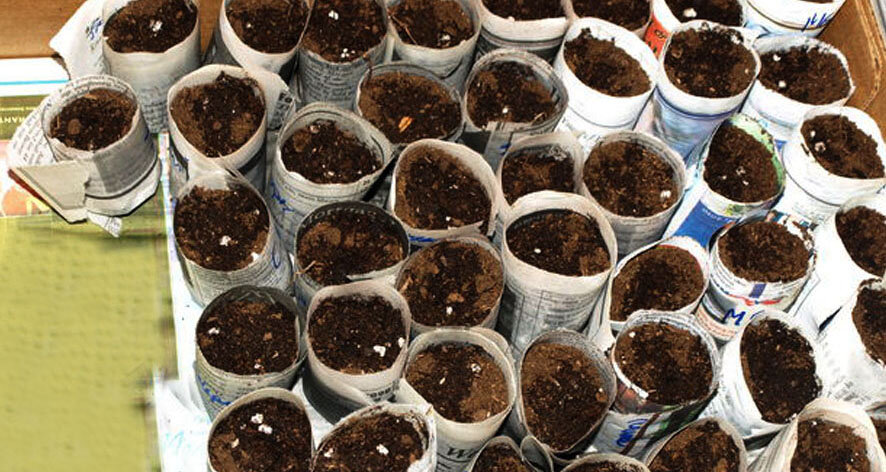  Стаканчики из газет не травмируют корни растений при пересадке - газета просто размокает в лунке