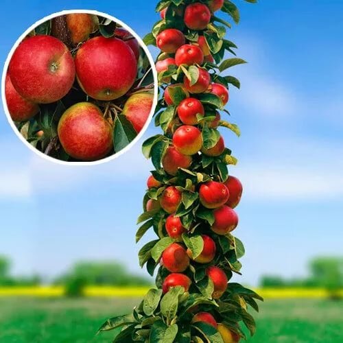 Биологической  особенностью является практически полное отсутствие бокового ветвления,  формирование урожая на центральном побеге (стволе) дерева, карликовый  тип роста и скороплодность. При небольших размерах яблони плодоносят  постоянно, отдавая значительные урожаи.