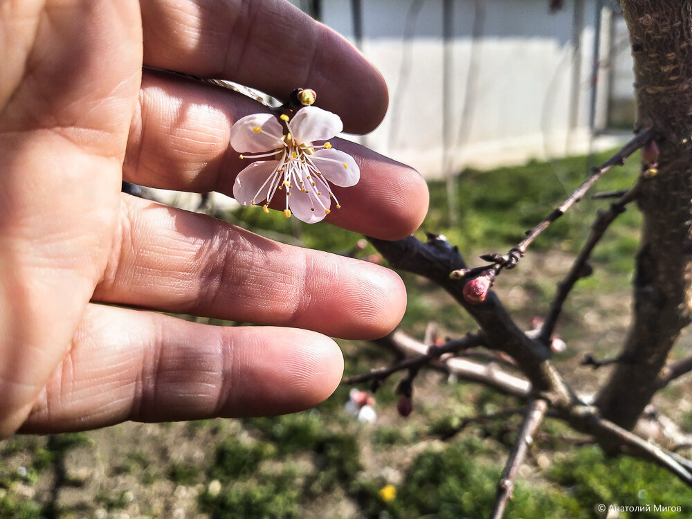 Праздник цветущего абрикоса или как же я люблю весенний Крым