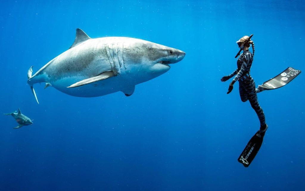 Оушен Рамси белая акула. Оушен Рамси (Ocean Ramsey). Белая акула дип Блю. Большая белая акула Deep Blue.