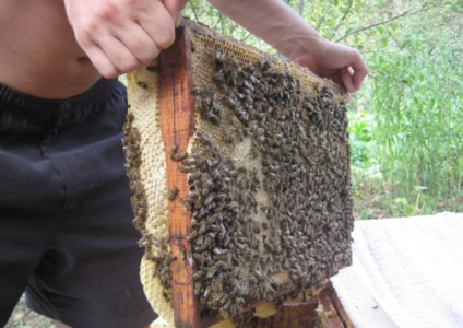 Отводок пчел весной: секреты успеха для начинающих и опытных пчеловодов