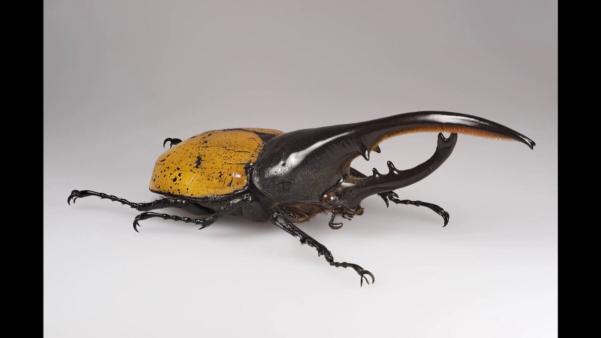 новый вид рогатого жука