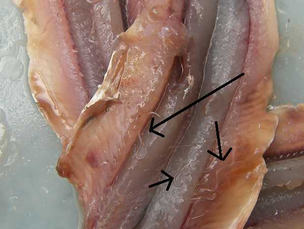 Анизакиды в разделанной сельди