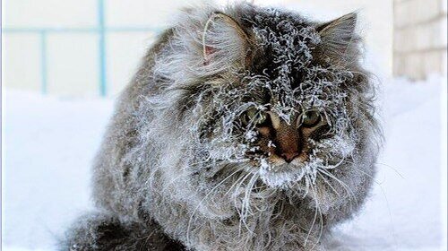 Томный и недоверчивый взгляд котика