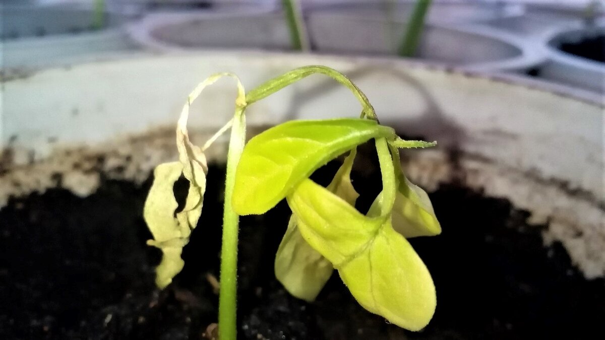 Рассада перцев. Такая она у меня стала после совета соседки подкормить их. Фото автора