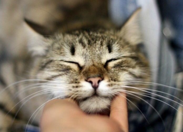 Почему коты мурлыкают?