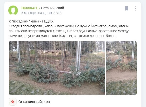 Чахлые саженцы впритык друг к другу в Москве, оставленные без полива