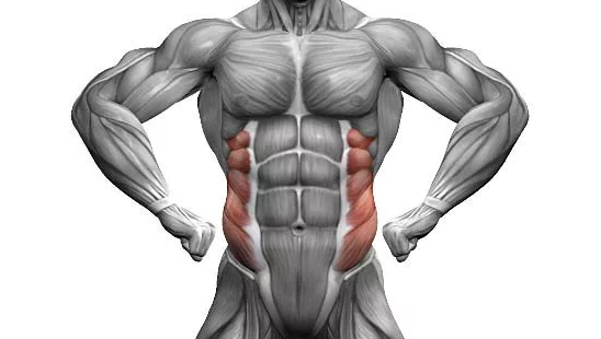 Назовите мышцы пресса. Пресс мышцы живота анатомия. Пресс мышцы живота анатомия. Прямая мышца живота. Строение мышц пресса.