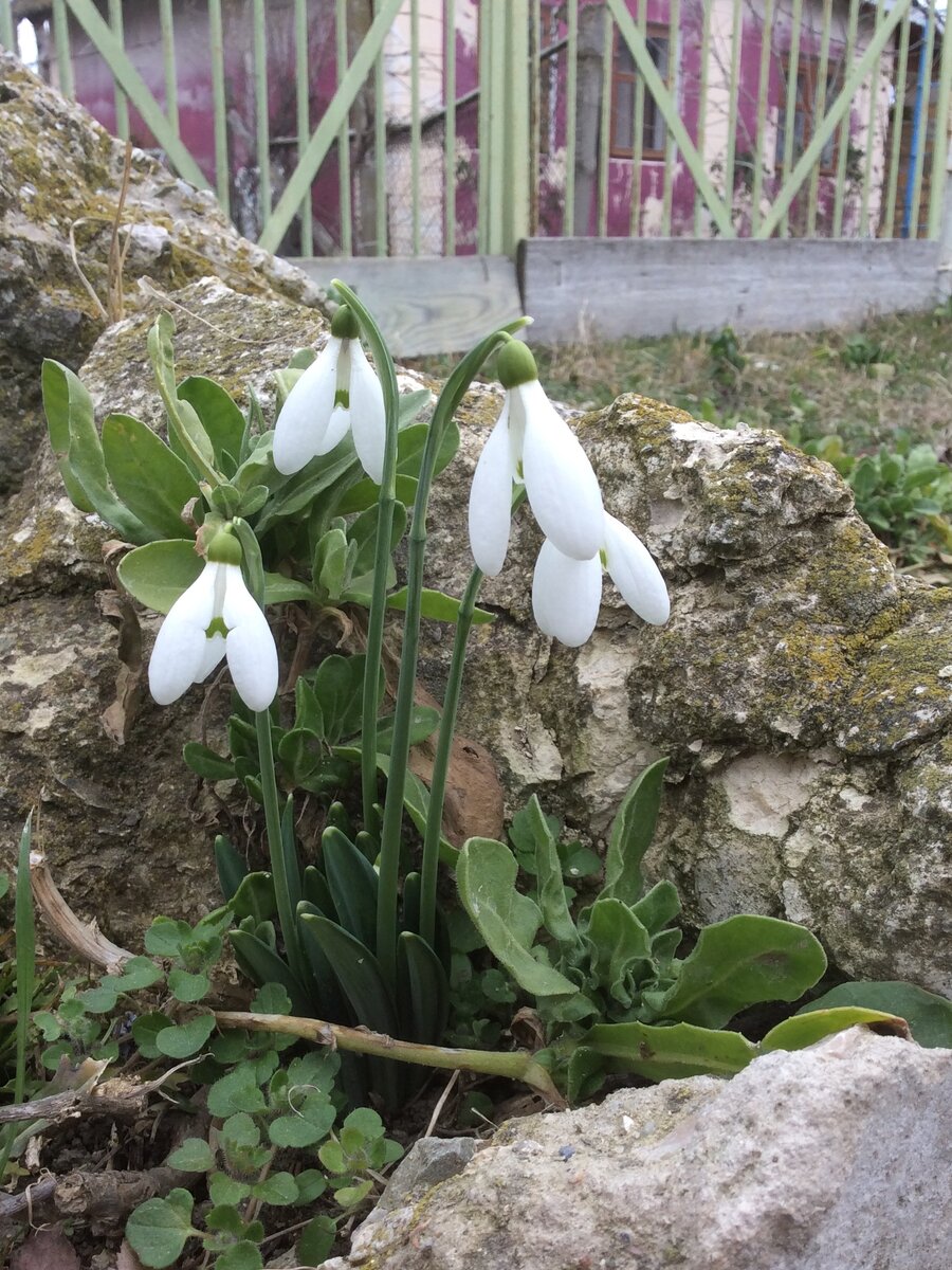  Первоцвет среди камней на улице, хорош очень! А, главное - самый первый из цветов - он и в саду и на улице одинаково нежный, поэтому соблазн разместить ещё один его портрет просто непреодолим
