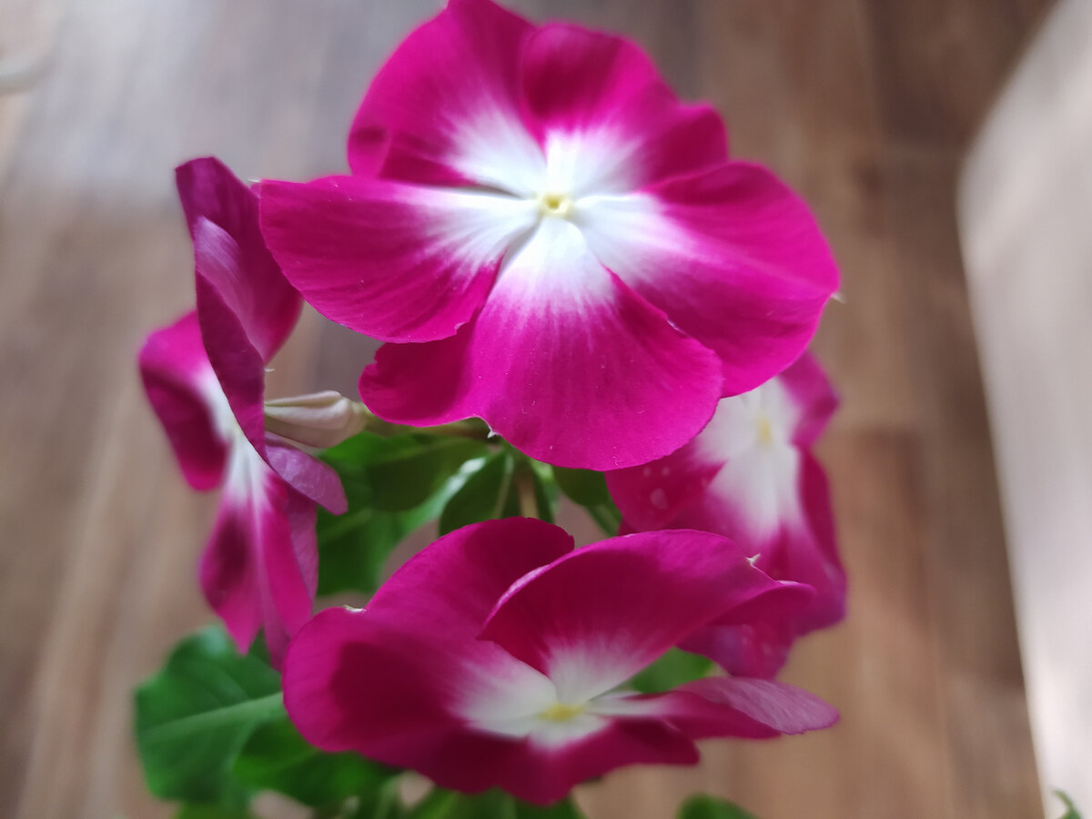 Катарантус