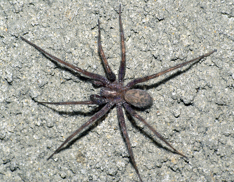 Tegenaria domestica.