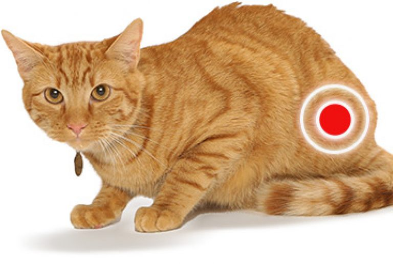 Cat way