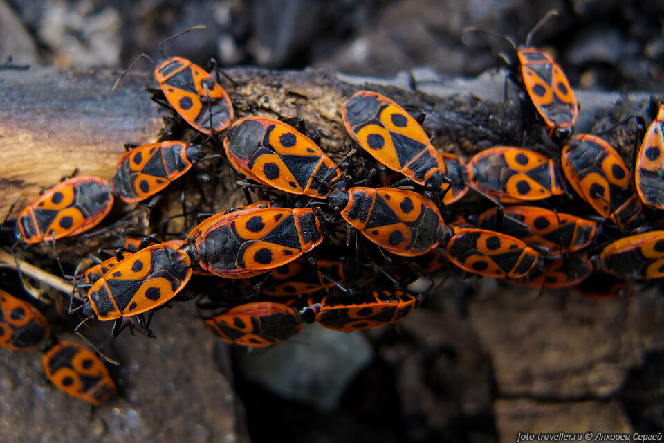 Братишка, я тебе покушать принёс. 