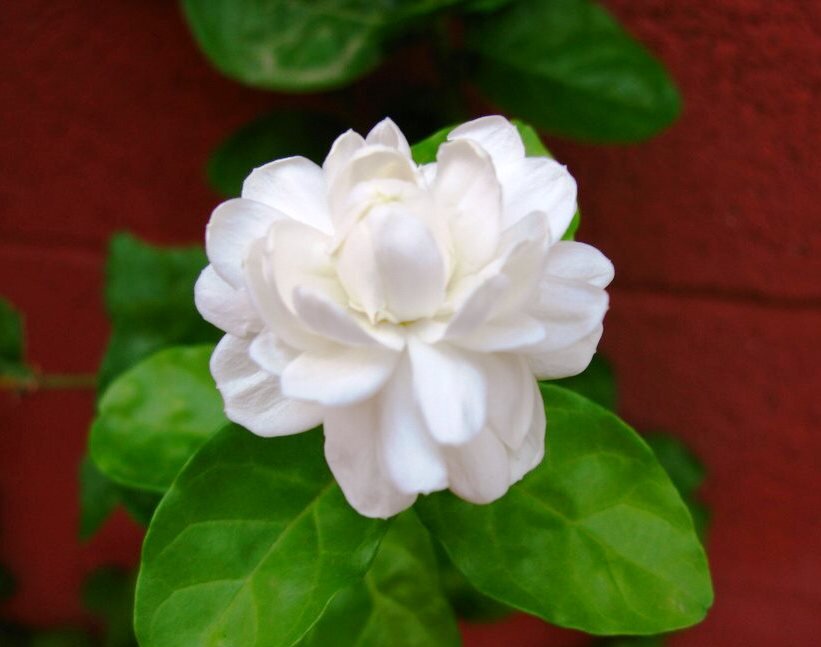 Жасмин самбак.