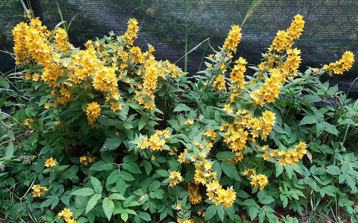 Личный архив. Дачные звёзды.