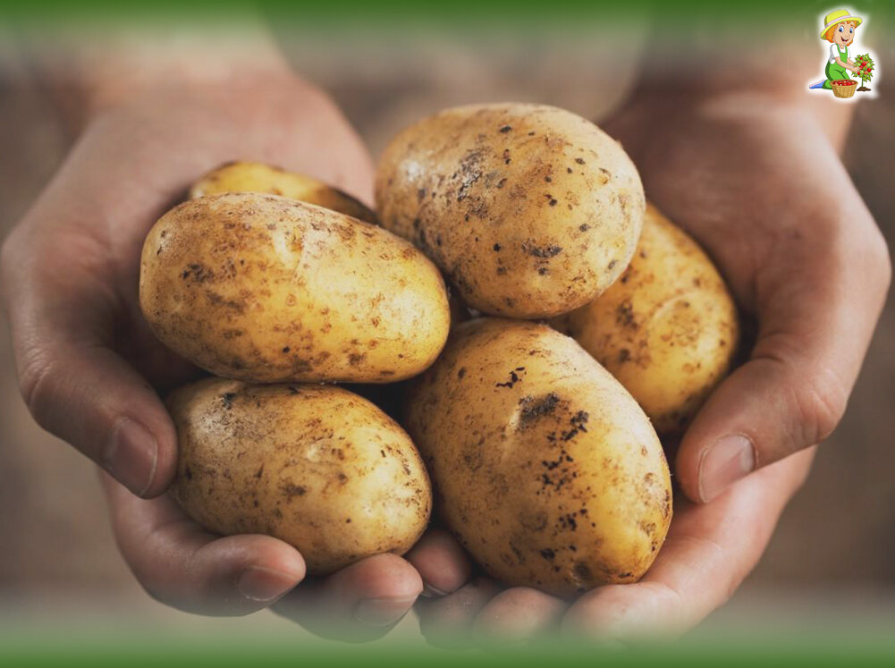 Как сохранить урожай картофеля до весны? Делюсь своими секретами.