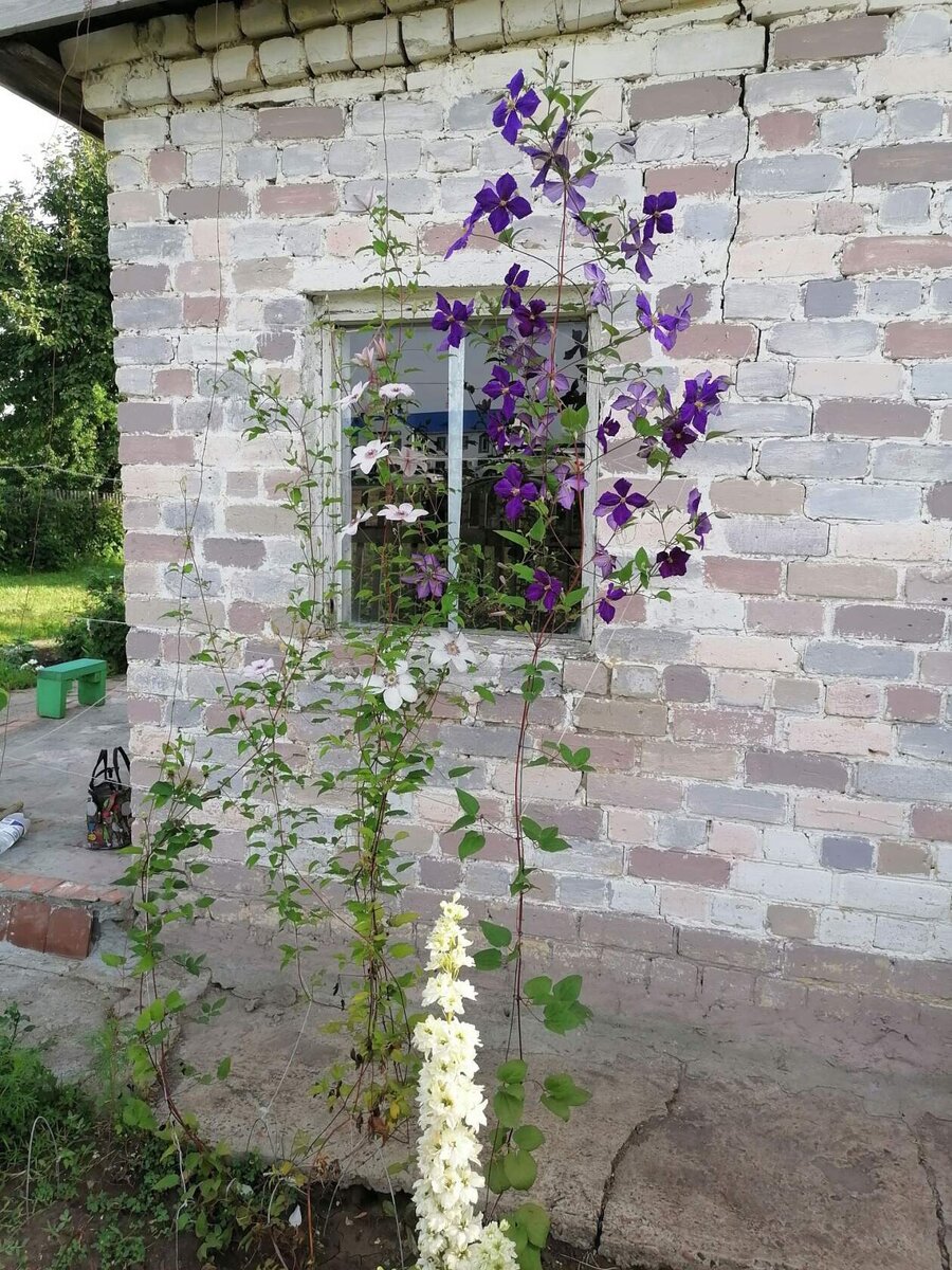 Мой дельфиниум и клематисы в июне. Фото из личного архива