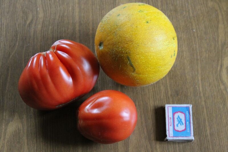 опять дыньку выращивали... опять мелкая вышла