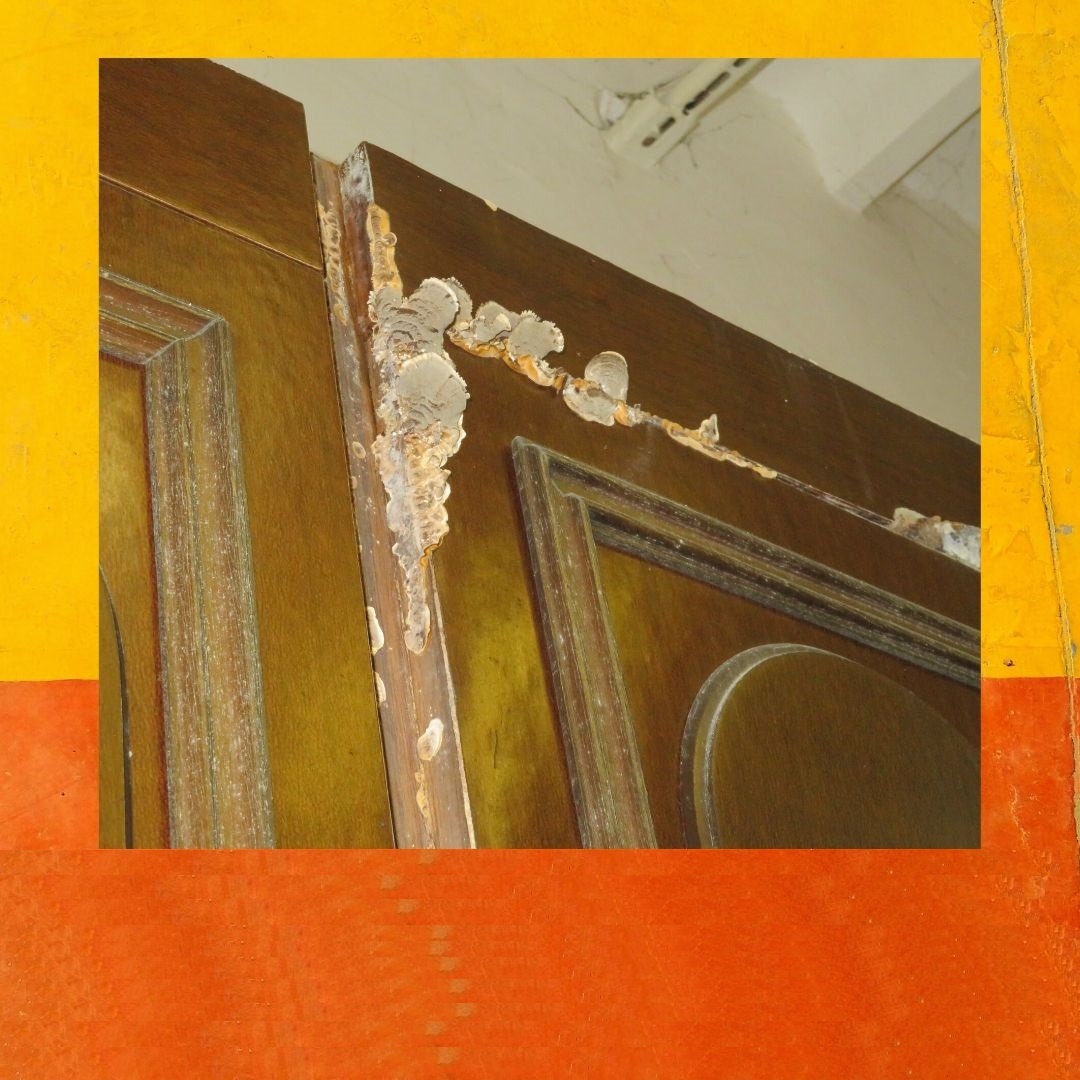 Появление грибка на мебели после залития. Из личного архива