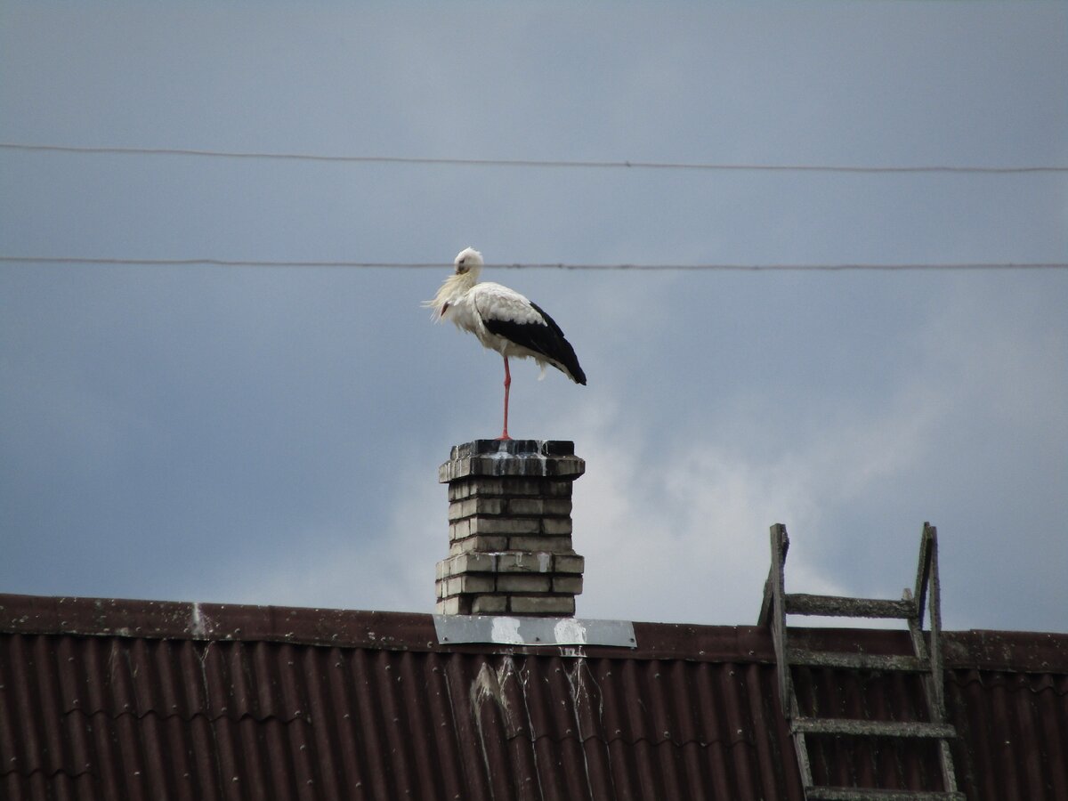 Белый аист