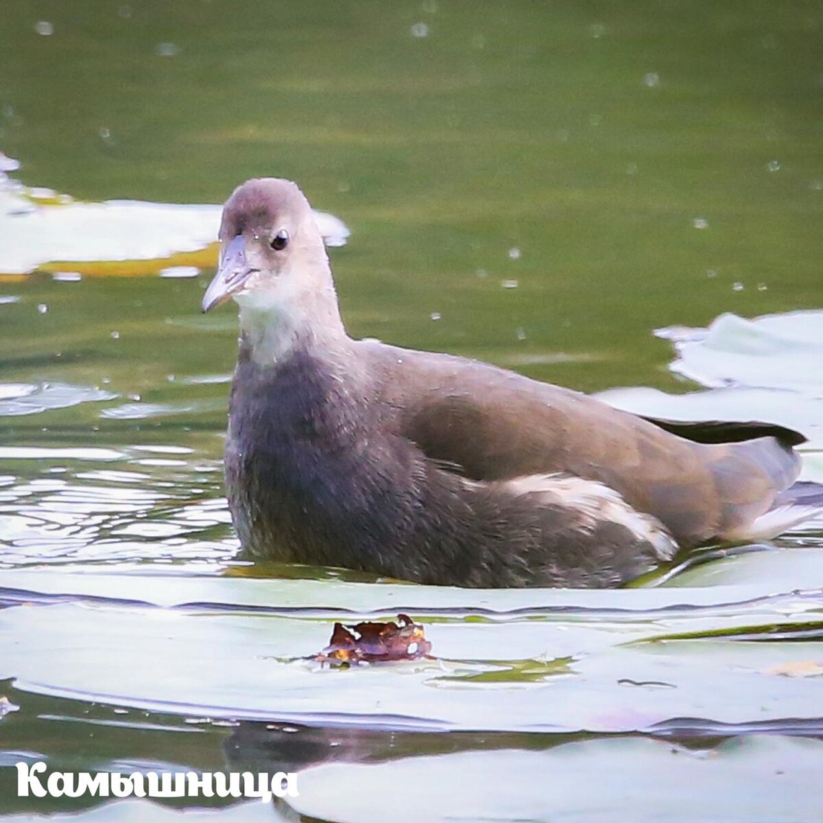 утки в гатчинском парке