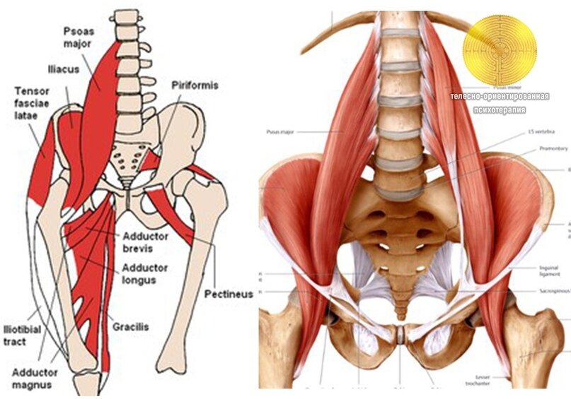 Подвздошно поясничная мышца. Подвздошно поясничная мышца и квадратная мышца. Спазм большой поясничной мышцы. Подвздошно-поясничная мышца кт. Поясничная зона мышцы.