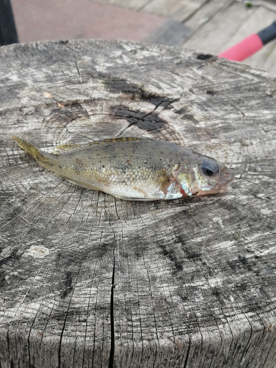 Одного отпустил а этот так заглотил крючок, что просто не жилец