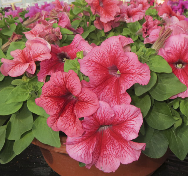 Петуния Дэдди Red. Источник фото https://www.helle.fi/product/200/petunia-nexus-f1