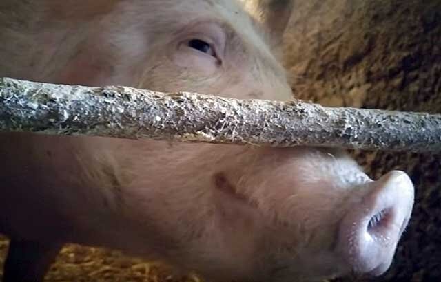 Чистоплотные ли свиньи животные. Миф про грязных хрюш | Знай ферму | Дзен